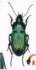 Poecilus versicolor
